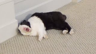 Rabbit flops into wall and bumps his head