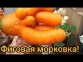 Убираем и моем морковь. Защита от мухи.