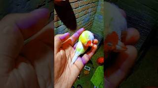 আমার পাখির ঘরে ঘটে গেল ভয়ংকর হত্যাকাণ্ড! বাজরিগারের আক্রমণে দুটো গোল্ডিয়ান ফিন্স মারা গেল #birds