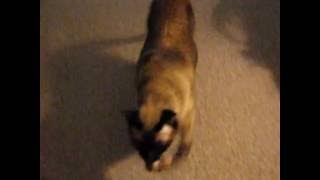 Meah Playing Fetch by Foxden 45 views 7 years ago 19 seconds