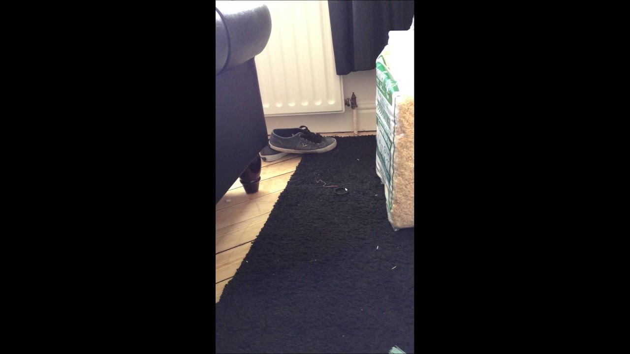 CRAZY KUNG FU RABBIT