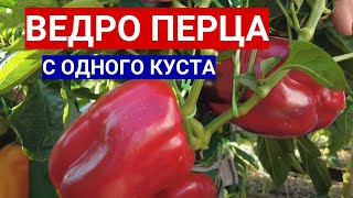 Не Упустите Посев Перца В Марте - Кубовидные Гиганты: Крутые Сорта И Семена