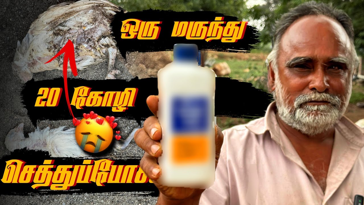 20+ கோழிகள் செத்துருச்சு 😭 உங்க பண்ணைய காப்பாத்திக்கோங்க🐣 இந்த தப்ப நீங்களும் பண்ணாதிங்க🛑