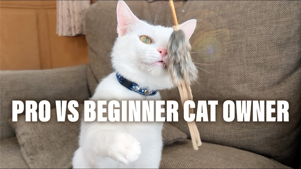 catです！ The Difference Between Beginner and Expert Cat Owners - YouTube