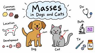 The Most Common Tumors in Dogs & Cats // Vet Med Explained screenshot 5