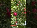 Apples for Apple Lovers. 🍏🍎 #shorts #shortsfeed #shortvideos #applepicking #applefarm #apples