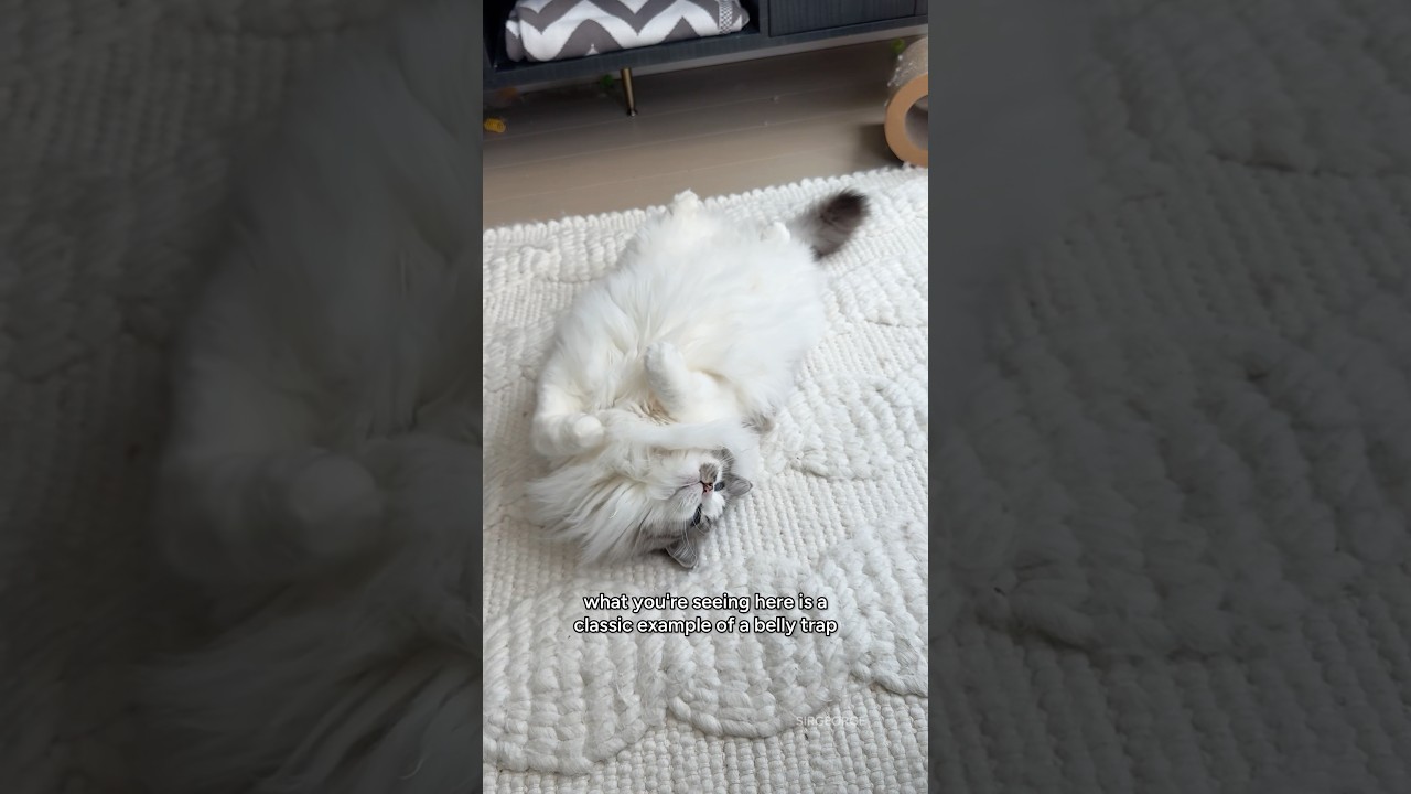 You can’t trust him! 