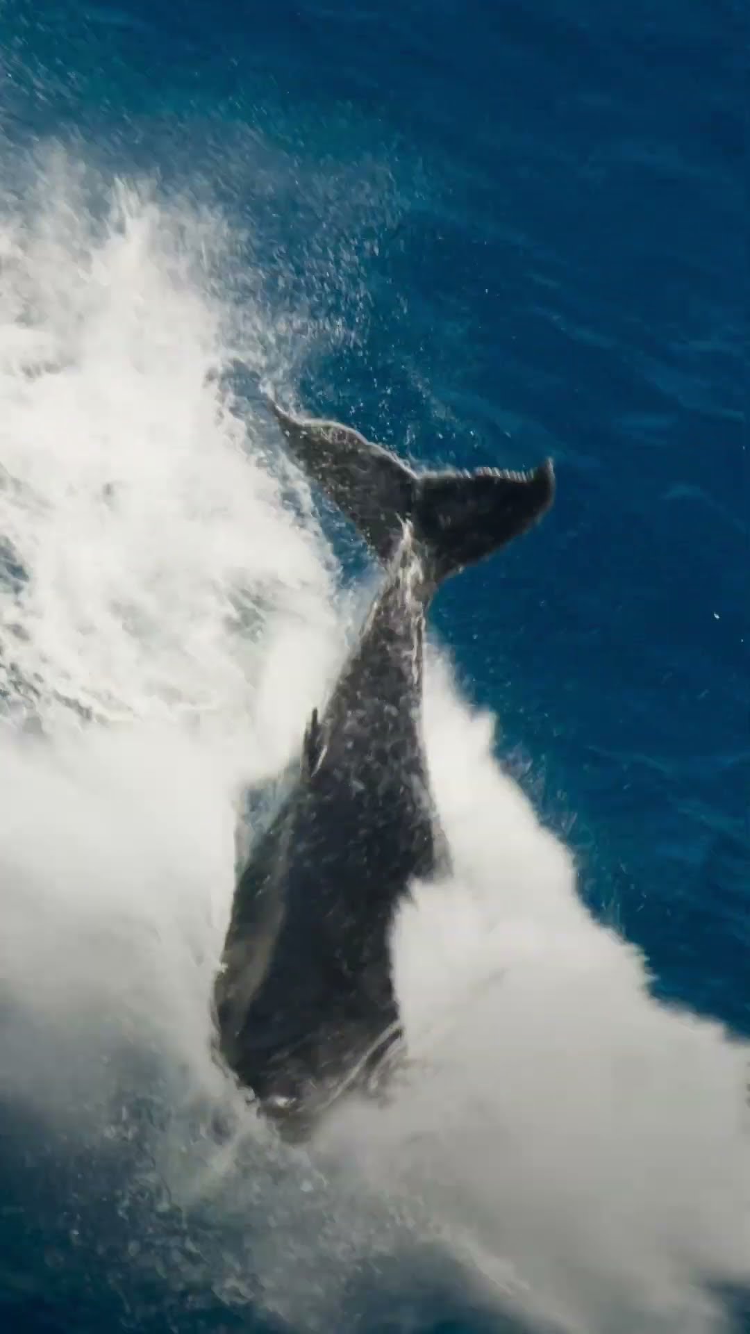 Step aboard the pinnacle of ocean exploration: the OceanXplorer.