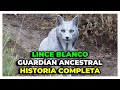 El LINCE BLANCO que Internet llamó “GUARDIÁN ANCESTRAL” | HISTORIA COMPLETA