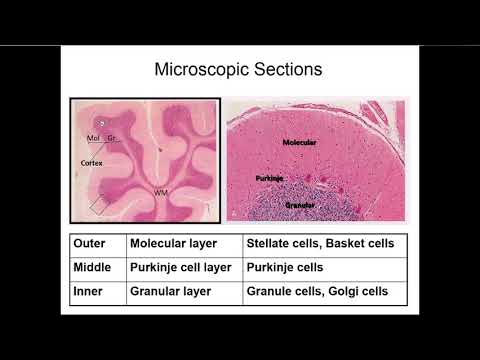 5 cerebellum