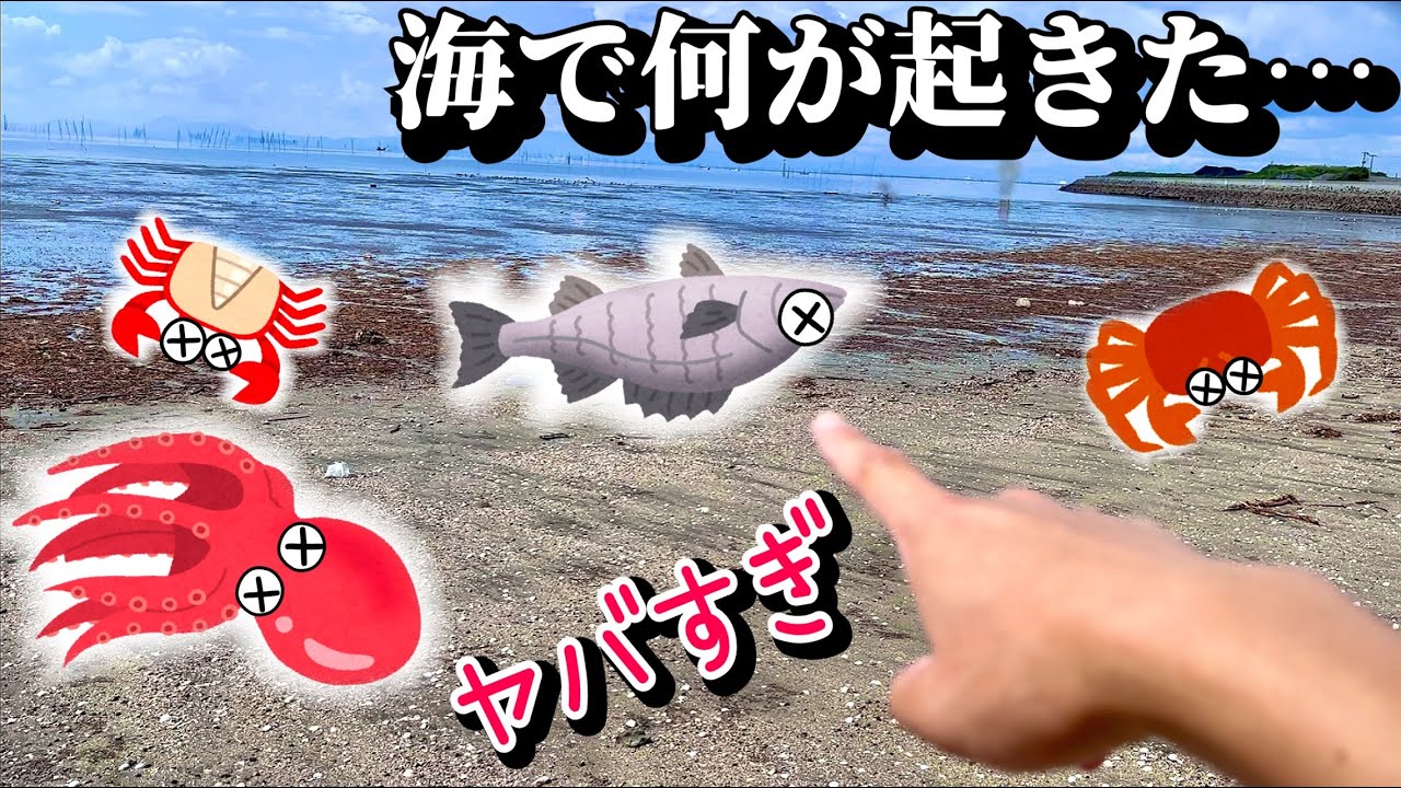 悲惨。数百匹の生物が海岸に打ち上がってる【閲覧注意】