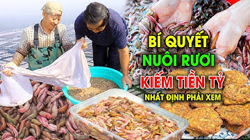 Bí quyết nuôi rươi kiếm tiền tỷ tại Tứ Kỳ Hải Dương