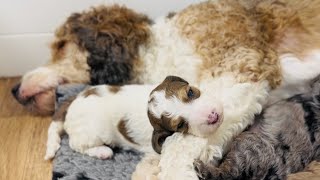 Bernedoodle Puppies play and nurse (2 weeks old) by Regency Doodles 646 views 3 months ago 3 minutes, 15 seconds