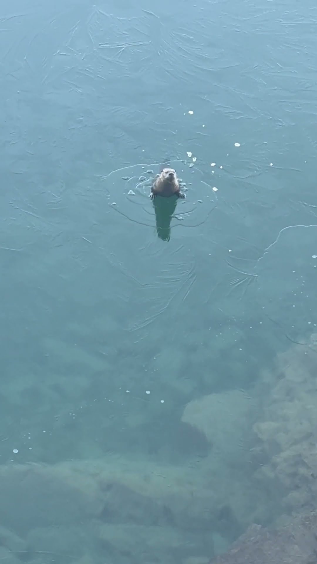 Otter Pops Through Thin Ice || ViralHog