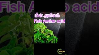 மீன் அமிலம் ?‍?organicfarming organicfertilizer newfarmertamilnadu  maadi_thottam_tamiltamil