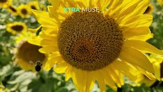 Best Pocket Camera for Nature Videos? XTRA MUSE Flower Garden Test screenshot 5