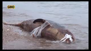 PLASTIC WARS - IMPACT OF ENVIRONMENTAL POLLUTION