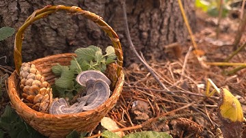Handgemaakte mand van dennennaalden van Cabin Pines