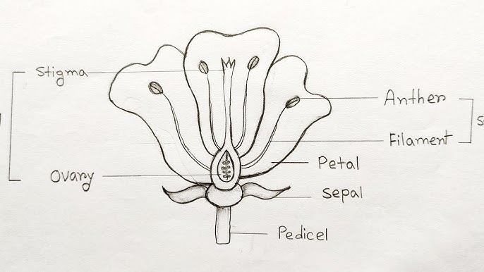 To Draw Parts Of Flower Diagram Cbse