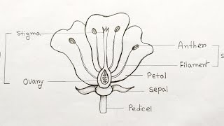 How to draw longitudinal section of flower step by step |Parts of flower | How to labelling a flower