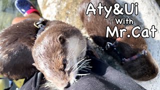 A man plays with otters on a river in the countryside. [Otter life Day 620]
