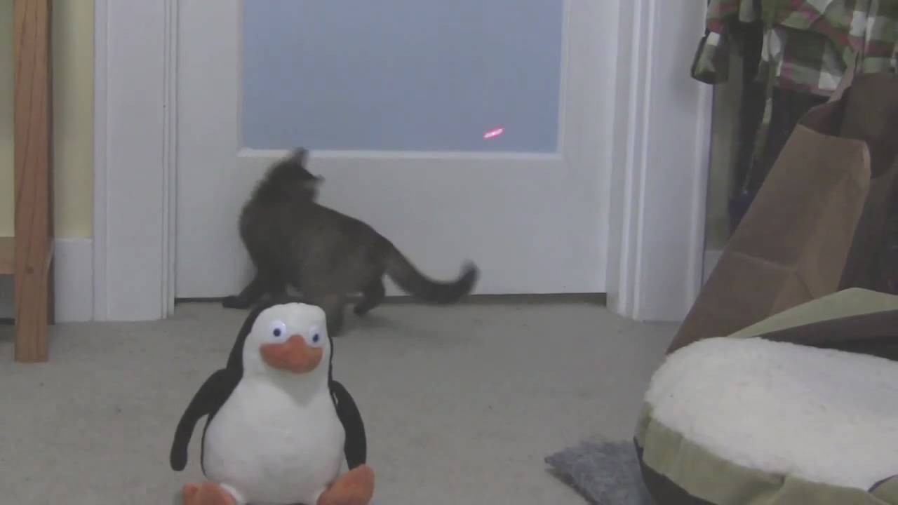 Asia the Cat - Chasing Laser Light - YouTube