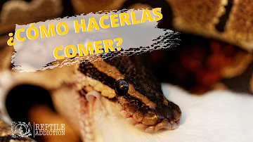 ¿Qué puedo dar de comer a mi serpiente si no tengo ratones?