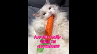 Are cats really afraid of cucumbers?