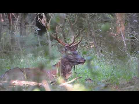 Vytlučený jelen - Videolovy - Life in nature