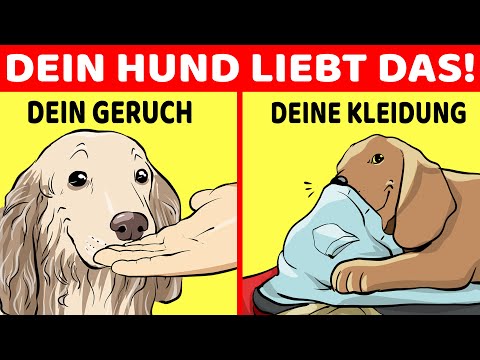 Video: 12 Dinge, die Hunde uns über Liebe beibringen können