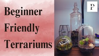 Transform Your Space with Begonia Terrariums 🔮 | Beginner-Friendly Tutorial