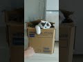 可愛すぎて叩けない猫叩きがこちら【#Shorts】
