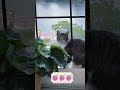 #funny #pets #video #shorts