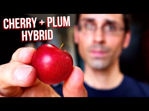 Video: Plum-cherry hybrid: varieties and reviews