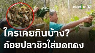 ชาวบ้านร่วมวง "ก้อยปลาซิวใส่มดแดง" ใครเคยกินบ้าง? | 7 ก.พ. 67 | ตะลอนข่าว