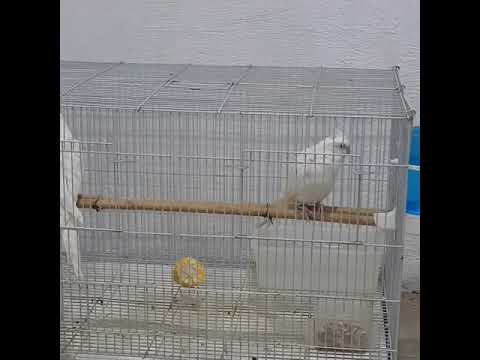 تغريد الكوكاتيل للتزاوج تغريد كروان البينو