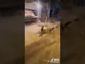 جننو بتاع الخضار جننو بتاع الخضار