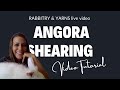 Live Shearing Thunder Bunder. How to shear an angora rabbit. Easy angora rabbit shearing tutorial.