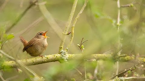Birdsong and the dawn chorus webinar recording