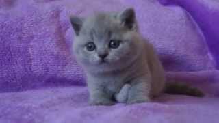 TARRA  4, 5 tygodnia koty brytyjskie    British Shorthair Cattery