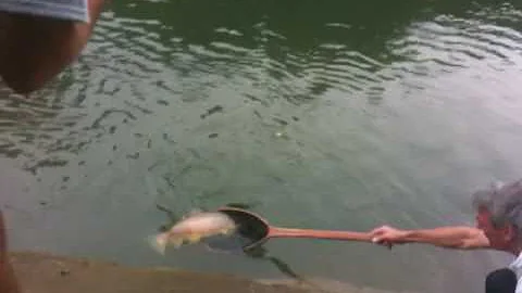 Travis Blackburn's Rainbow Trout