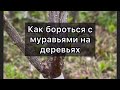 Как бороться с муравьями на деревьях?