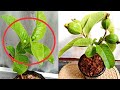 How to graft a bonsai guava tree....