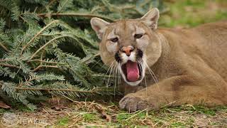 Tiger Tuesday at Turpentine Creek Wildlife Refuge: All About Cougars