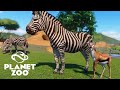 Planet Zoo - CAMELOS, CROCODILOS, URSOS, ELEFANTES e muito mais num grande passeio