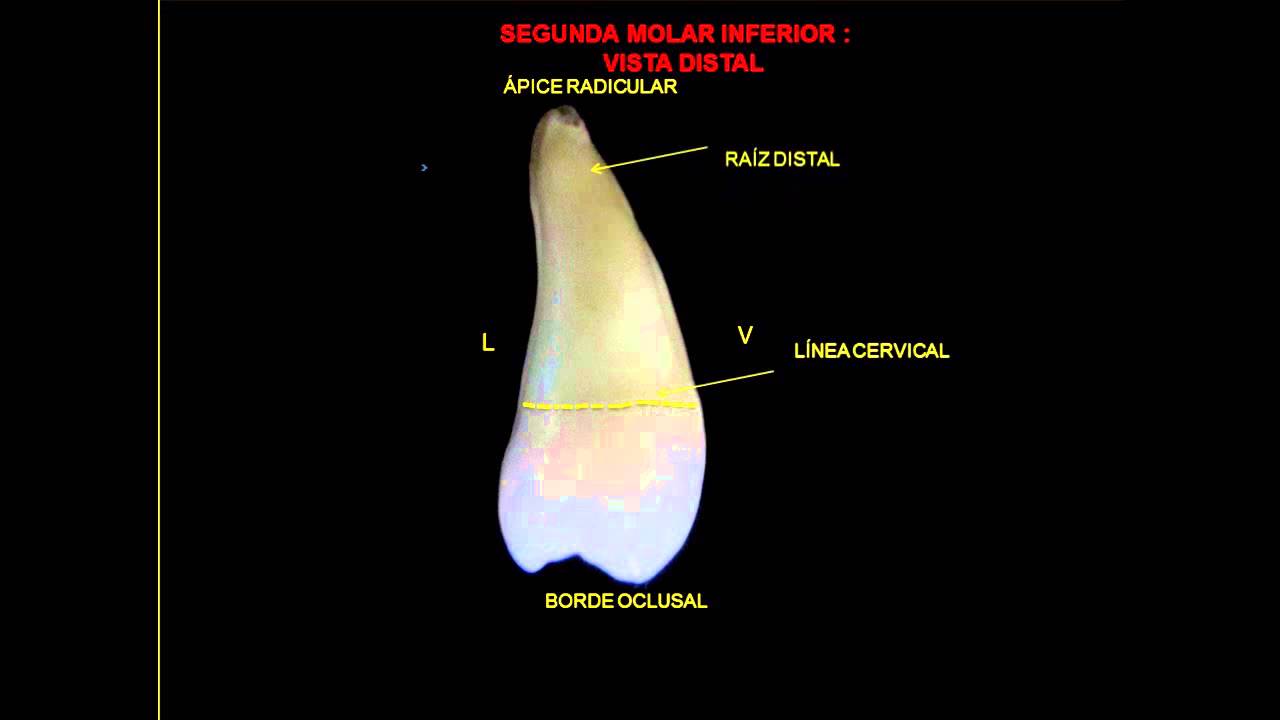 Copia de 2da MOLAR INFERIOR. ODONT. ANAT.APL. USMP.F.NORTE video phone beyonce mp3