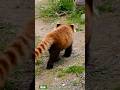 よく枝を運んでいたよねー…レッサーパンダのギン(2015年5月8日撮影)