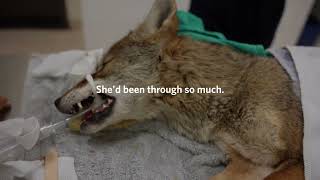 This poor coyote was caught in an illegal jaw trap!