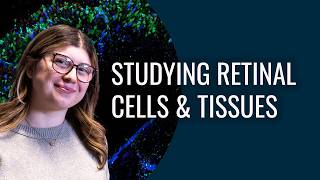 Studying Retinal Cells and Tissues