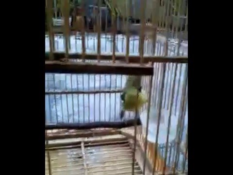 suara burung sertu (keren)